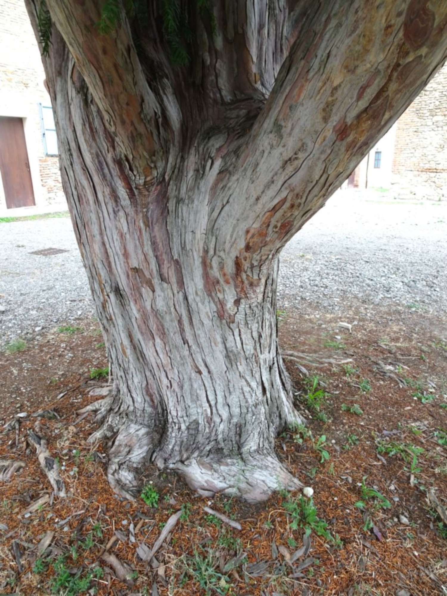 Tasso_Castelvetro di Modena_Ghedini(2)